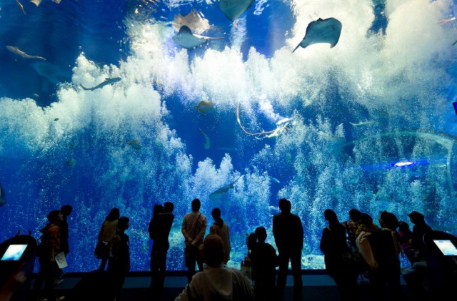 アクアワールド　茨城県大洗水族館